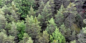 « L’effet des arbres sur le changement climatique est peut-être plus important » que prévu