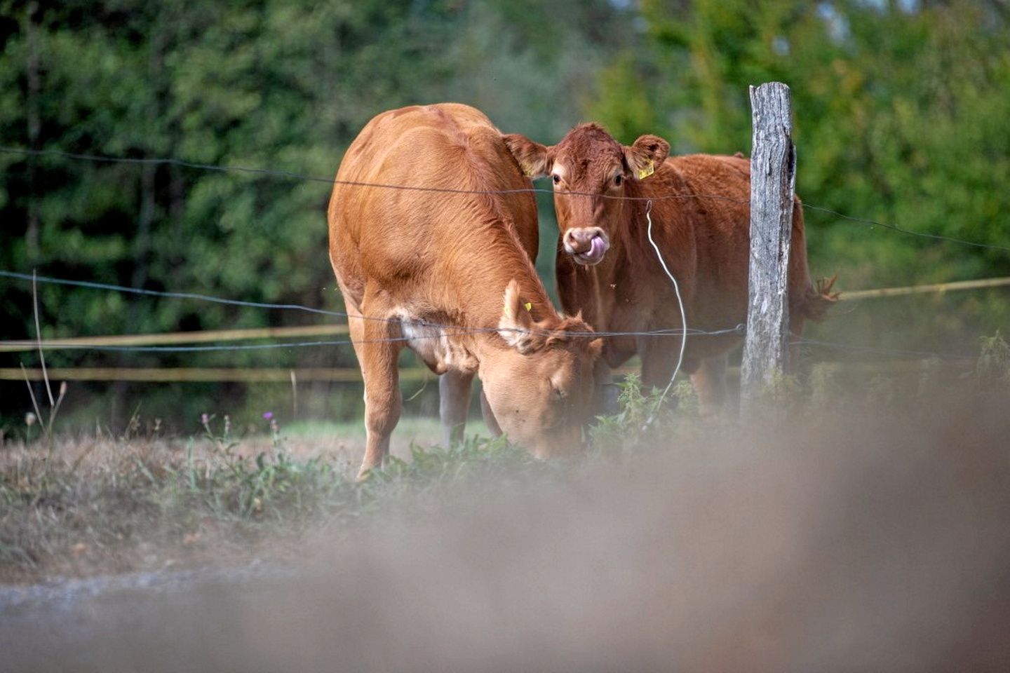 Gaz à effet de serre : 12 % des émissions humaines dues à l’élevage