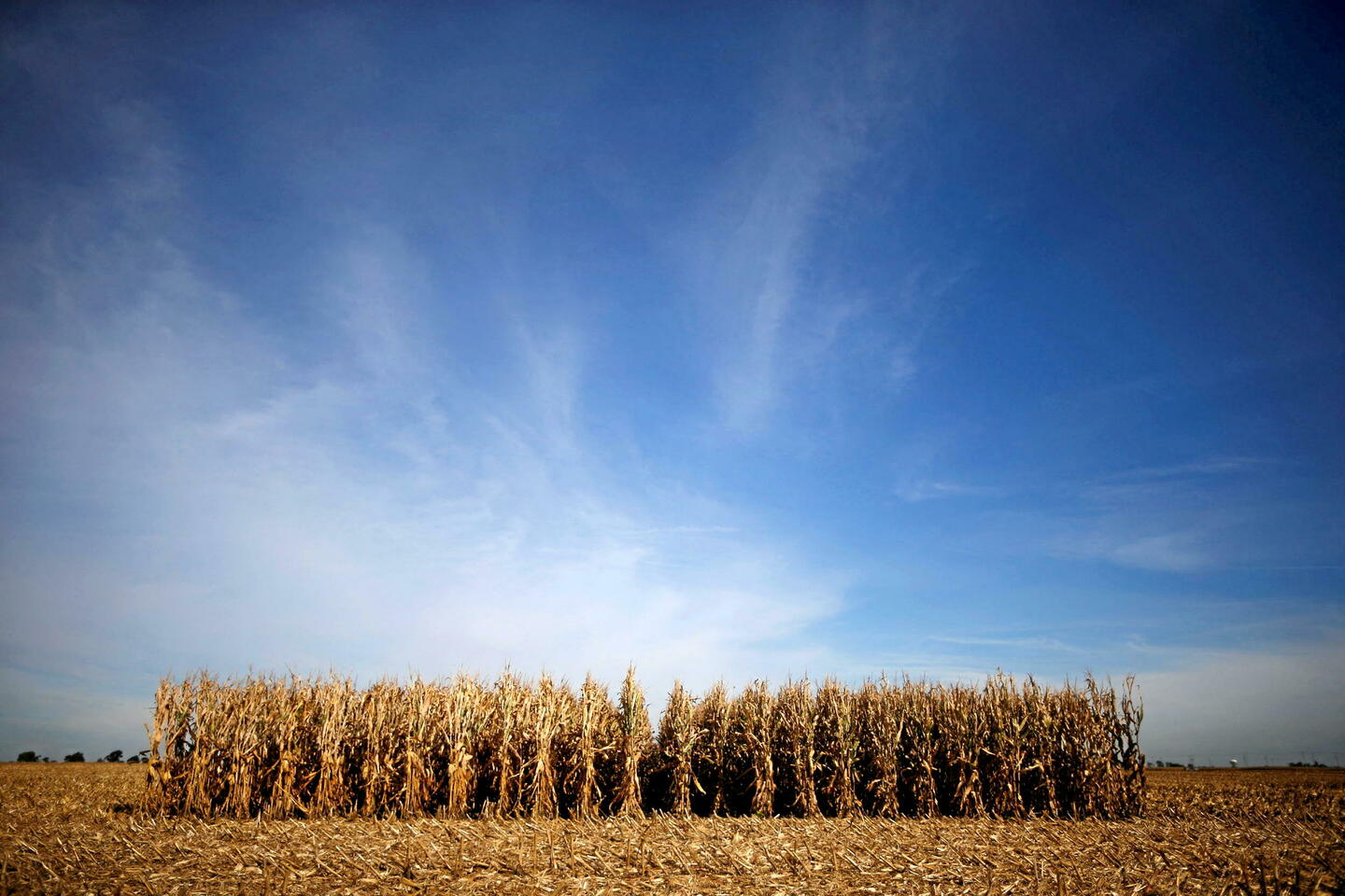 OGM : 34 Prix Nobel implorent l’Europe d’assouplir sa législation au nom du climat