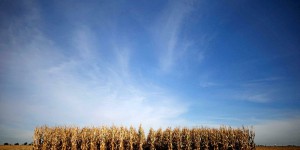 OGM : 34 Prix Nobel implorent l’Europe d’assouplir sa législation au nom du climat