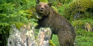 Dans les Pyrénées, tous les ours ne sont pas entrés en hibernation