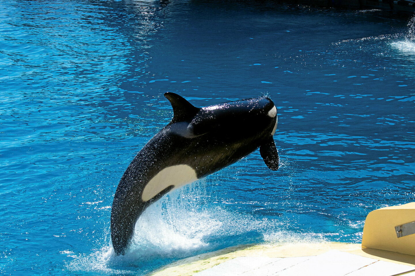 « 10 millions de dollars pour une seule orque » : les dessous de l’affaire du Marineland d’Antibes