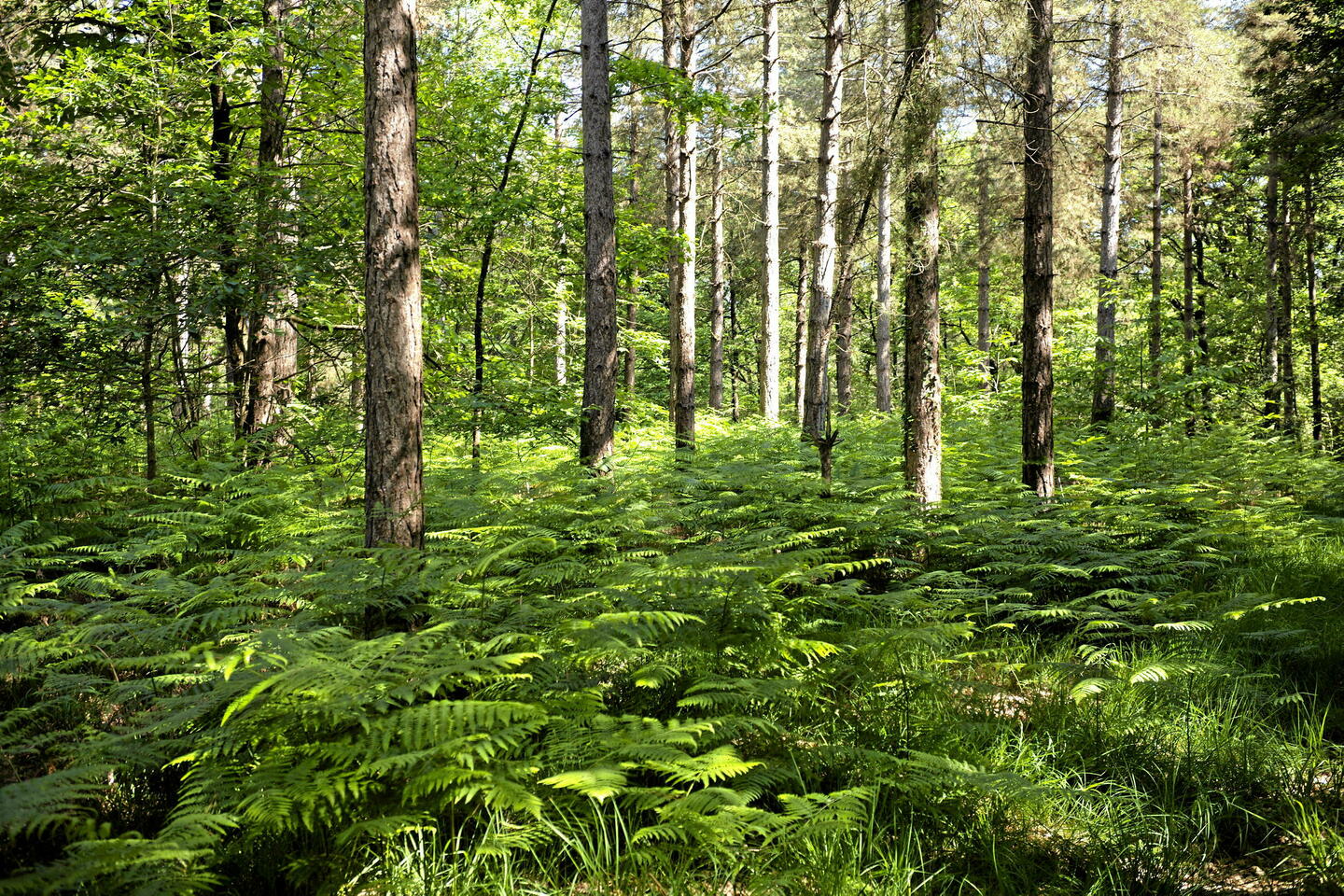 Comment la biodiversité aide la forêt face au réchauffement