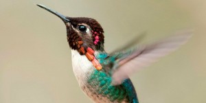 Pourquoi les fabricants de drones s'inspirent-ils du colibri ?