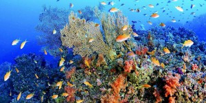 L’intelligence artificielle au chevet des coraux