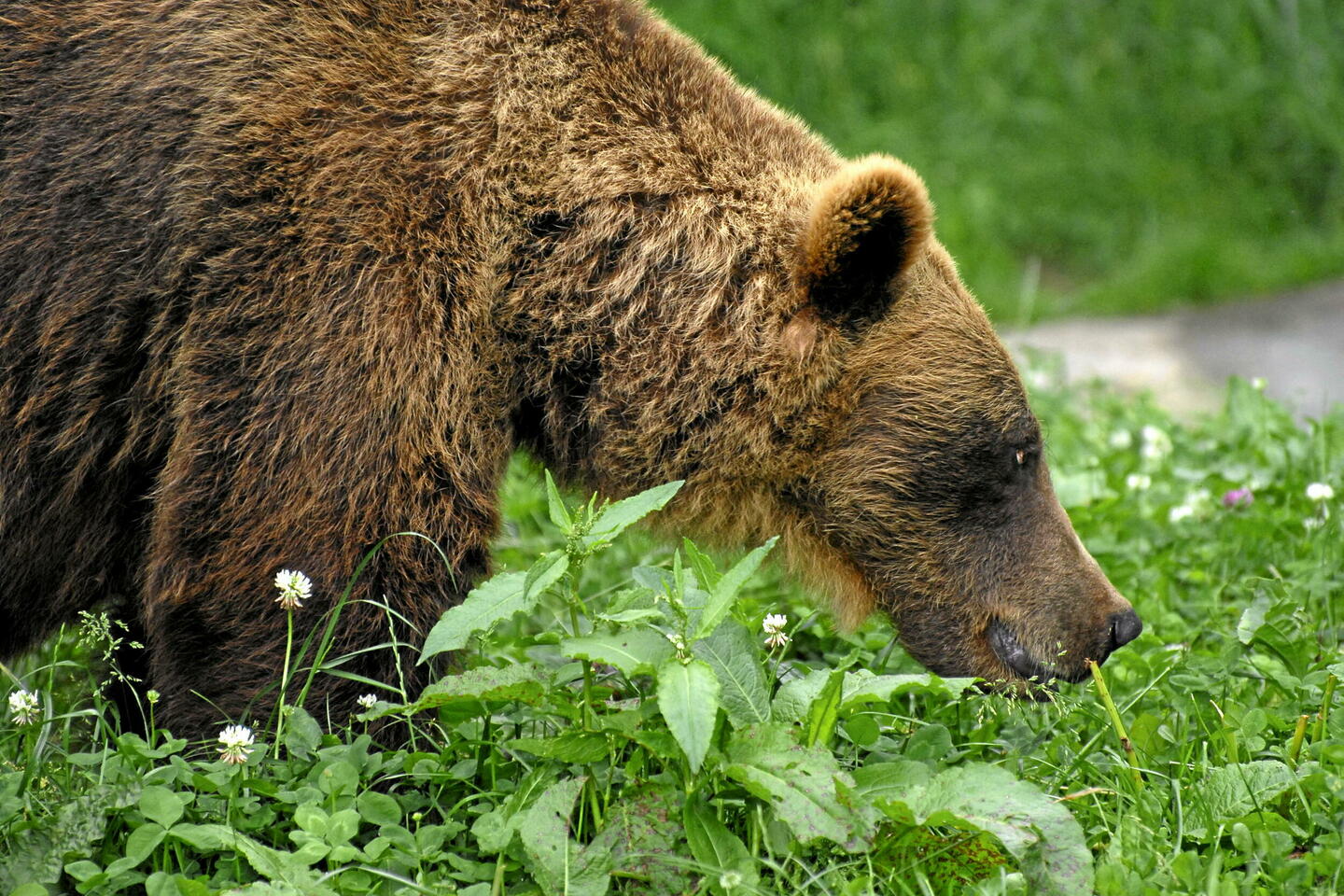 Pyrénées : la population d’ours bruns continue d’augmenter