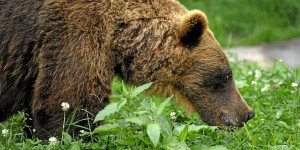 Pyrénées : la population d’ours bruns continue d’augmenter