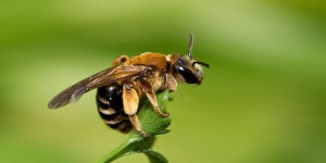L’Europe en grave déficit d’abeilles pour polliniser ses cultures