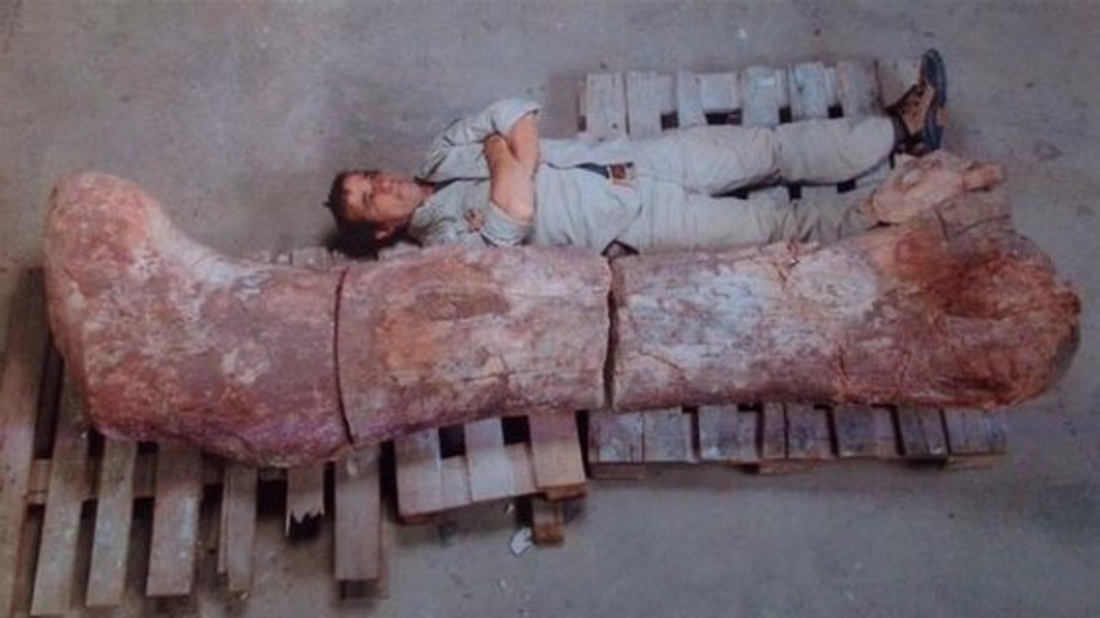 Argentine : découverte du plus grand dinosaure au monde