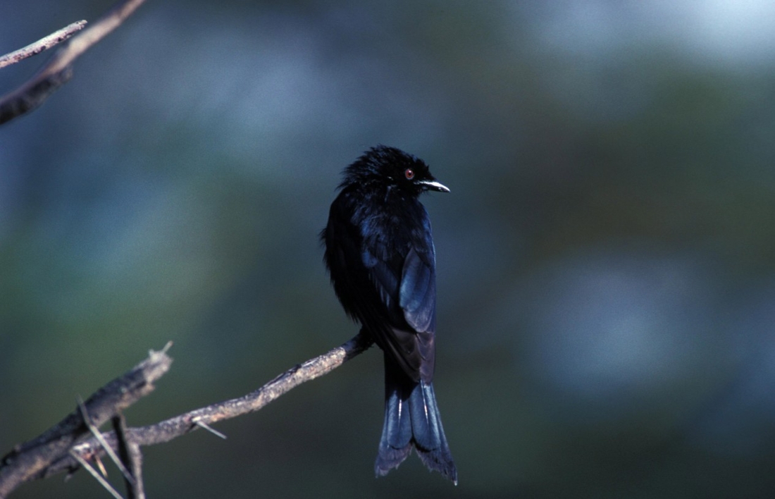 Un oiseau capable d’imiter plus de 50 cris d’oiseaux différents