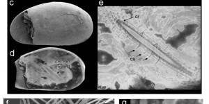 Des spermatozoïdes vieux de 17 millions d’années découverts en Australie