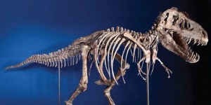 Les Etats-Unis rendent à la Mongolie des restes de dinosaures volés