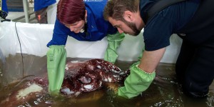 Autopsie d’un calamar géant