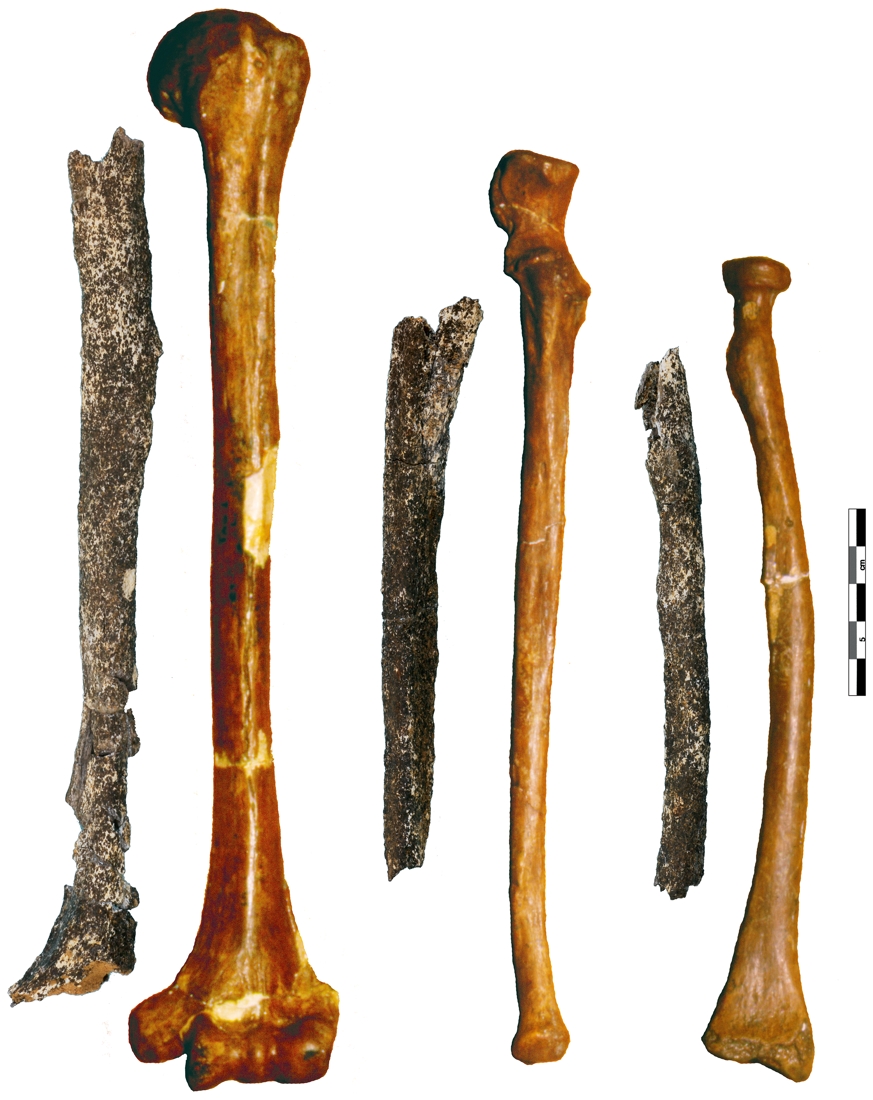 Découverte en Normandie d’os humains attribués à la lignée Néandertal