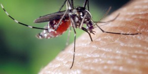 Une famille contracte le virus du Chikungunya dans le sud de la France