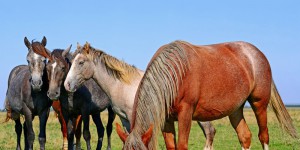 Déjà 25 chevaux morts depuis début novembre
