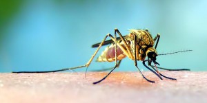 Vos dernières piqûres de moustiques de l’année