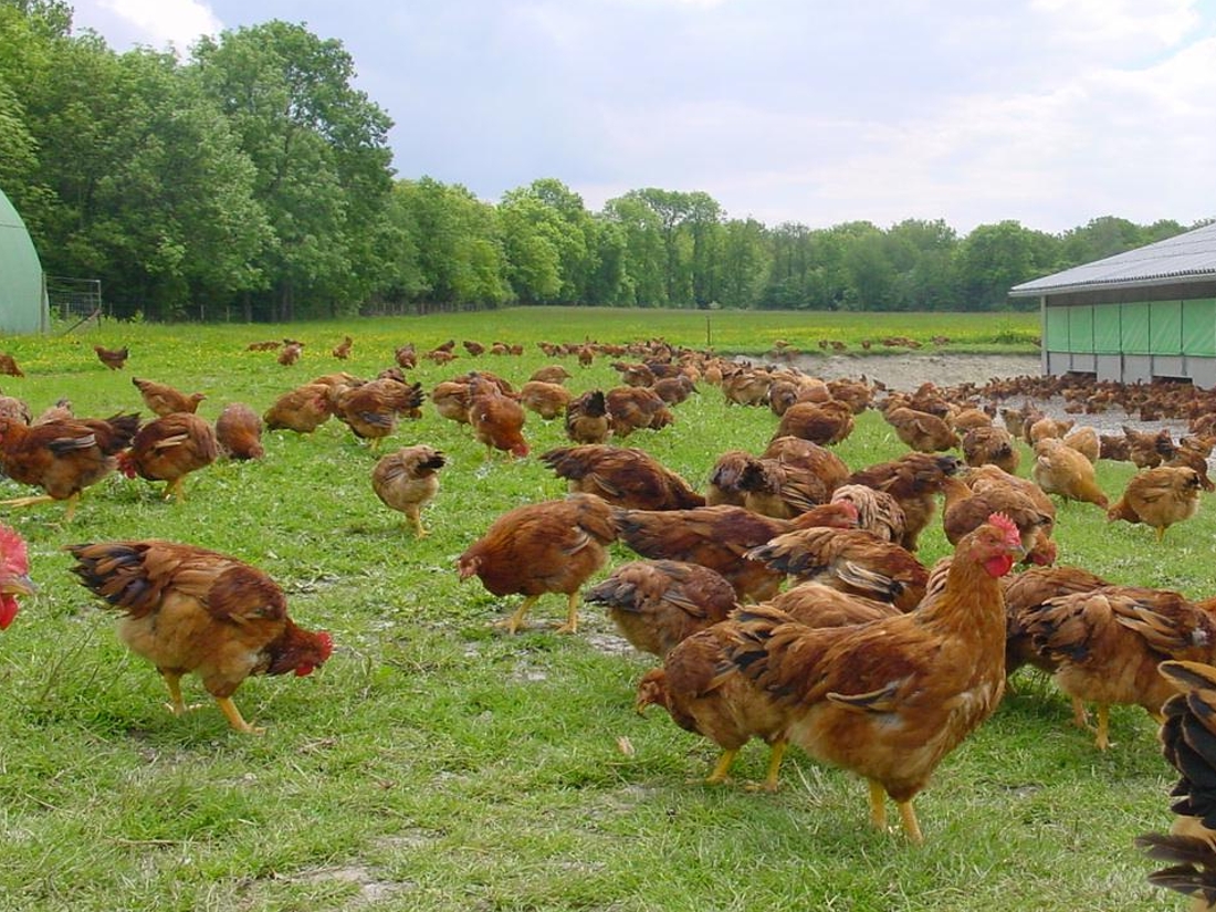 Nouveau foyer de grippe aviaire dans un élevage de l’ouest des Pays-Bas