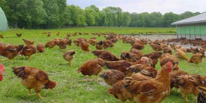 Nouveau foyer de grippe aviaire dans un élevage de l’ouest des Pays-Bas