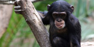  Une substance contre le sida fait ses preuves sur des singes
