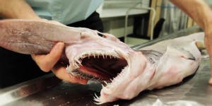 Un «alien des abîmes» pêché au large de l’Australie et exhibé 