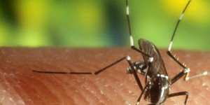 Un vaccin belge contre la malaria 