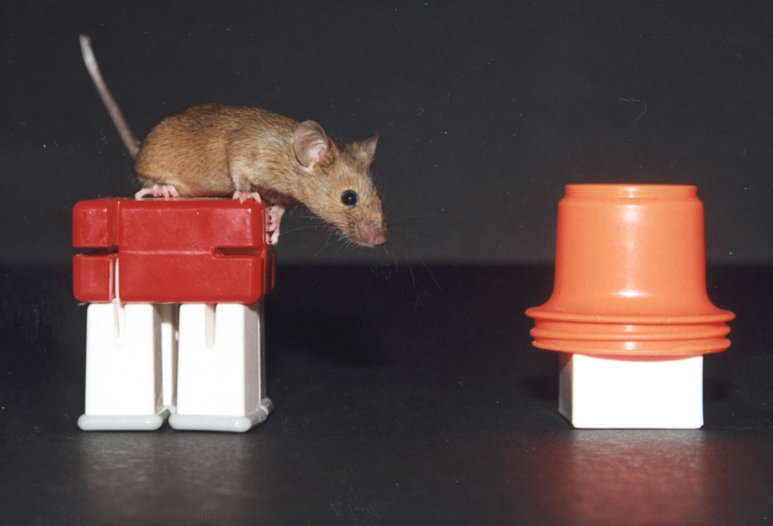 Des chercheurs bernois rendent la vue à des souris 