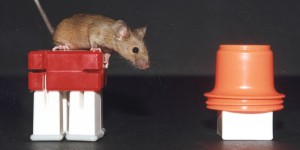 Des chercheurs bernois rendent la vue à des souris 