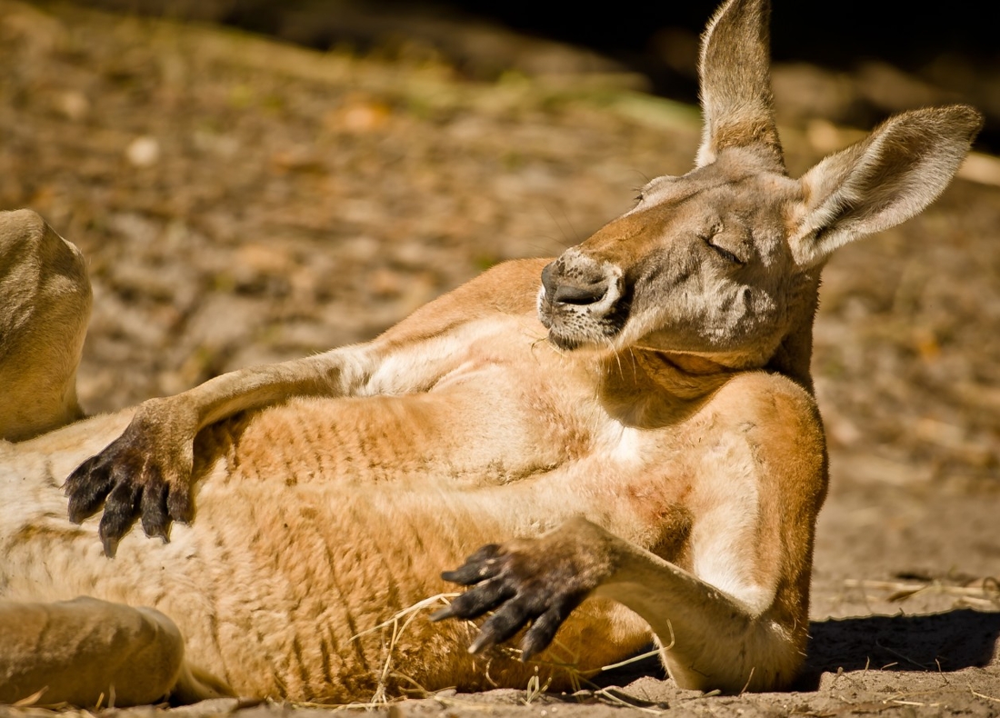 Les Kangourous sont gauchers, selon une étude 
