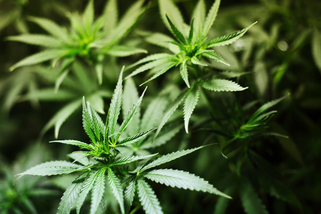 L’efficacité du cannabis médical remis en cause par les chercheurs 