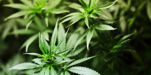 L’efficacité du cannabis médical remis en cause par les chercheurs 