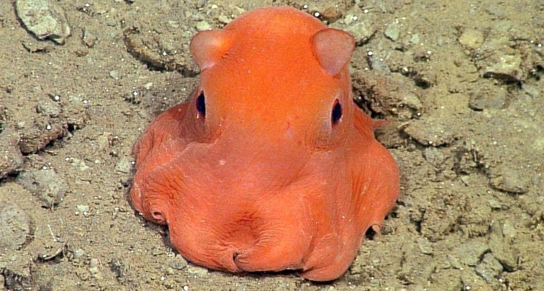 Une petite pieuvre si mignonne qu’elle pourrait s’appeler «Adorabilis» 