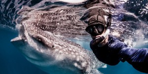 VIDEO | Un requin baleine demande de l'aide à des plongeurs