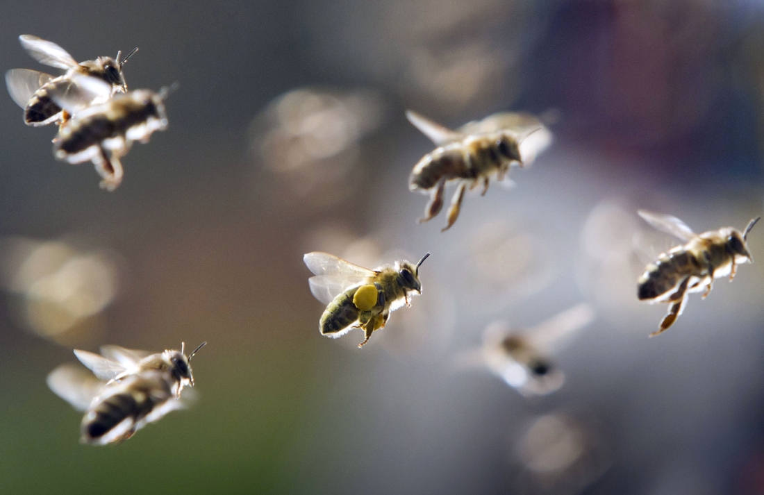 La disparition des abeilles pourrait causer plus d’un million de morts par an 