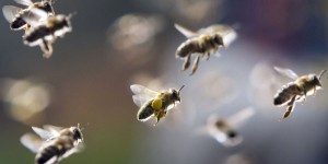 La disparition des abeilles pourrait causer plus d’un million de morts par an 