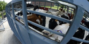Tuberculose bovine: 30 exploitations «suspectes» 