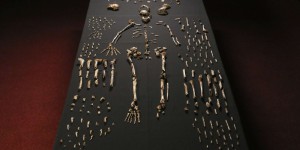 L’Homo naledi, un nouveau cousin lointain de l’homme découvert 