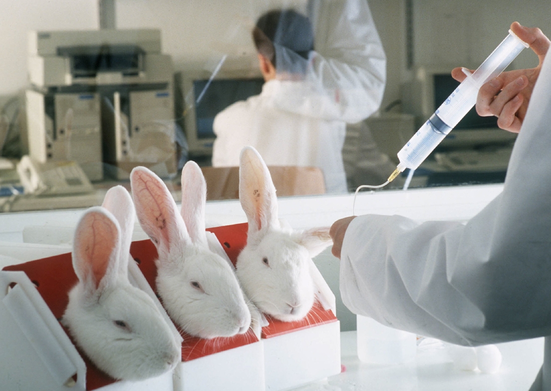 Plus de 285.000 animaux utilisés pour la recherche en Wallonie en 2014 