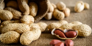 Allergie à l’arachide : nouveaux résultats positifs 