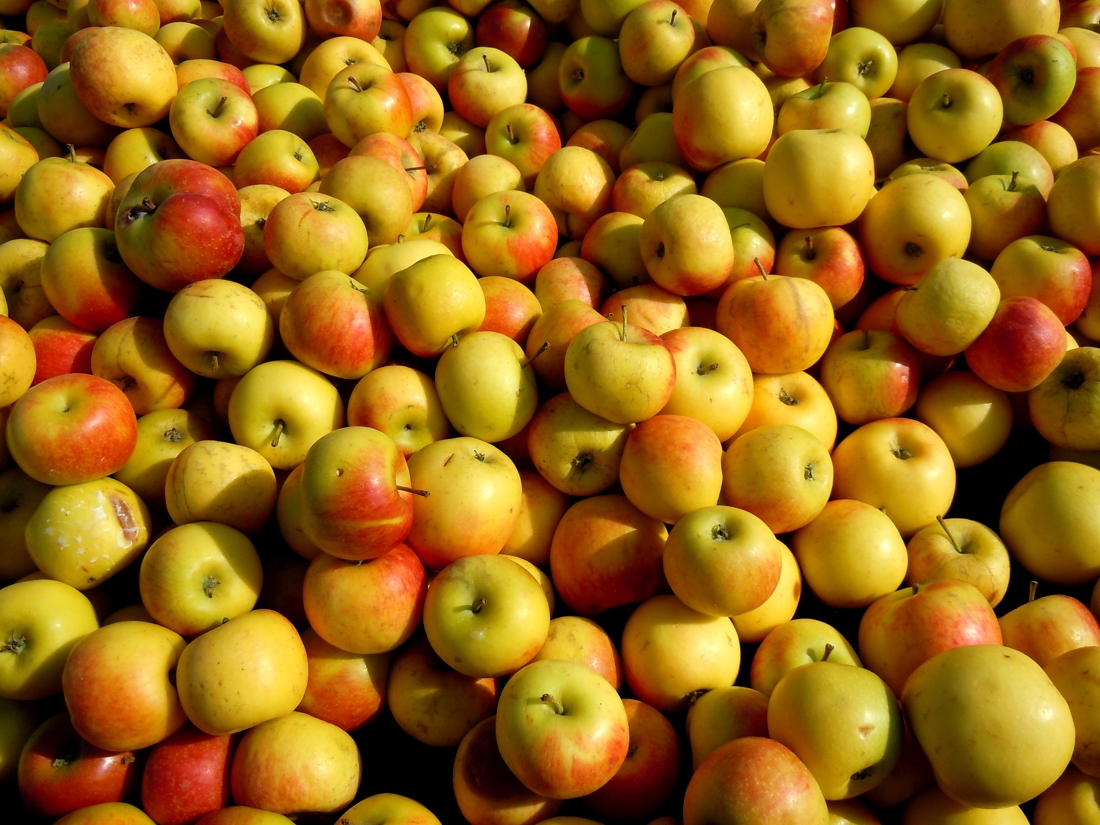 Greenpeace trouve 39 substances sur des pommes vendues en grandes surfaces 