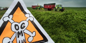 Non quasi unanime aux OGM «à la carte» en Europe 