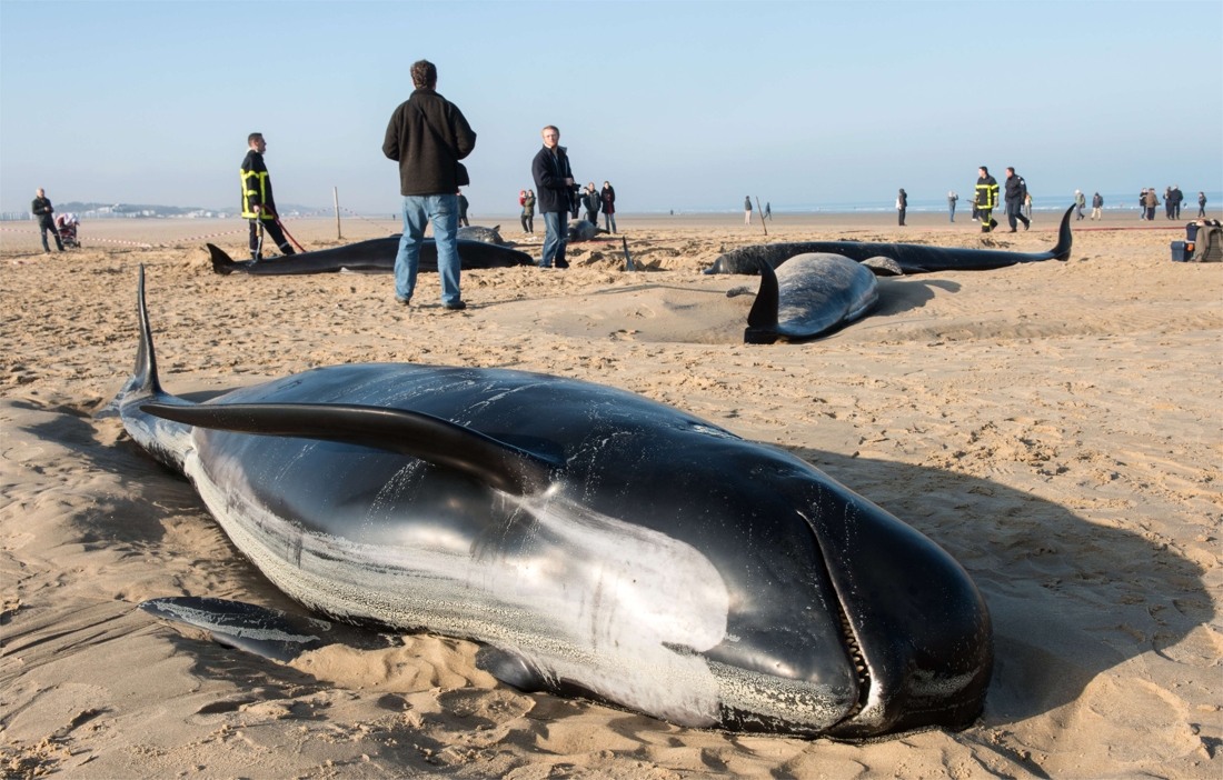 Trois baleines échouées à Calais en route vers Liège pour une autopsie 
