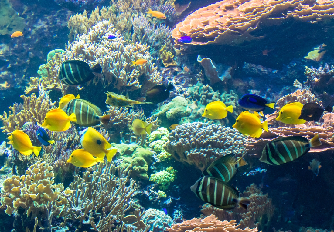 L’université de Mons va cultiver du corail 