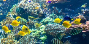 L’université de Mons va cultiver du corail 