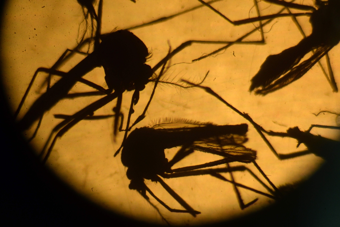 Zika: le monde s’inquiète, l’Amérique latine se mobilise 