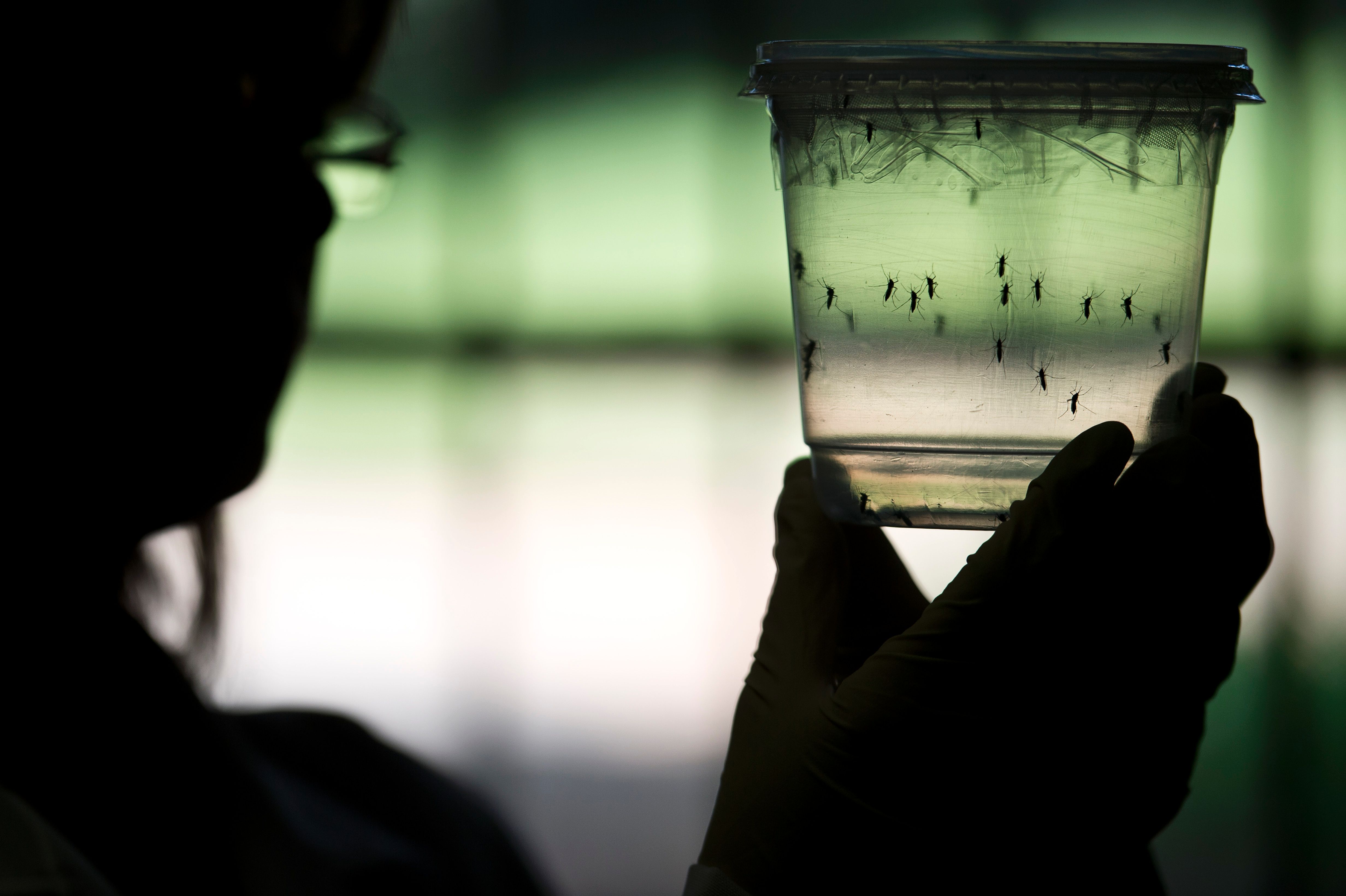 L’OMS tire la sonnette d’alarme sur le virus Zika, notamment pour l’Europe 