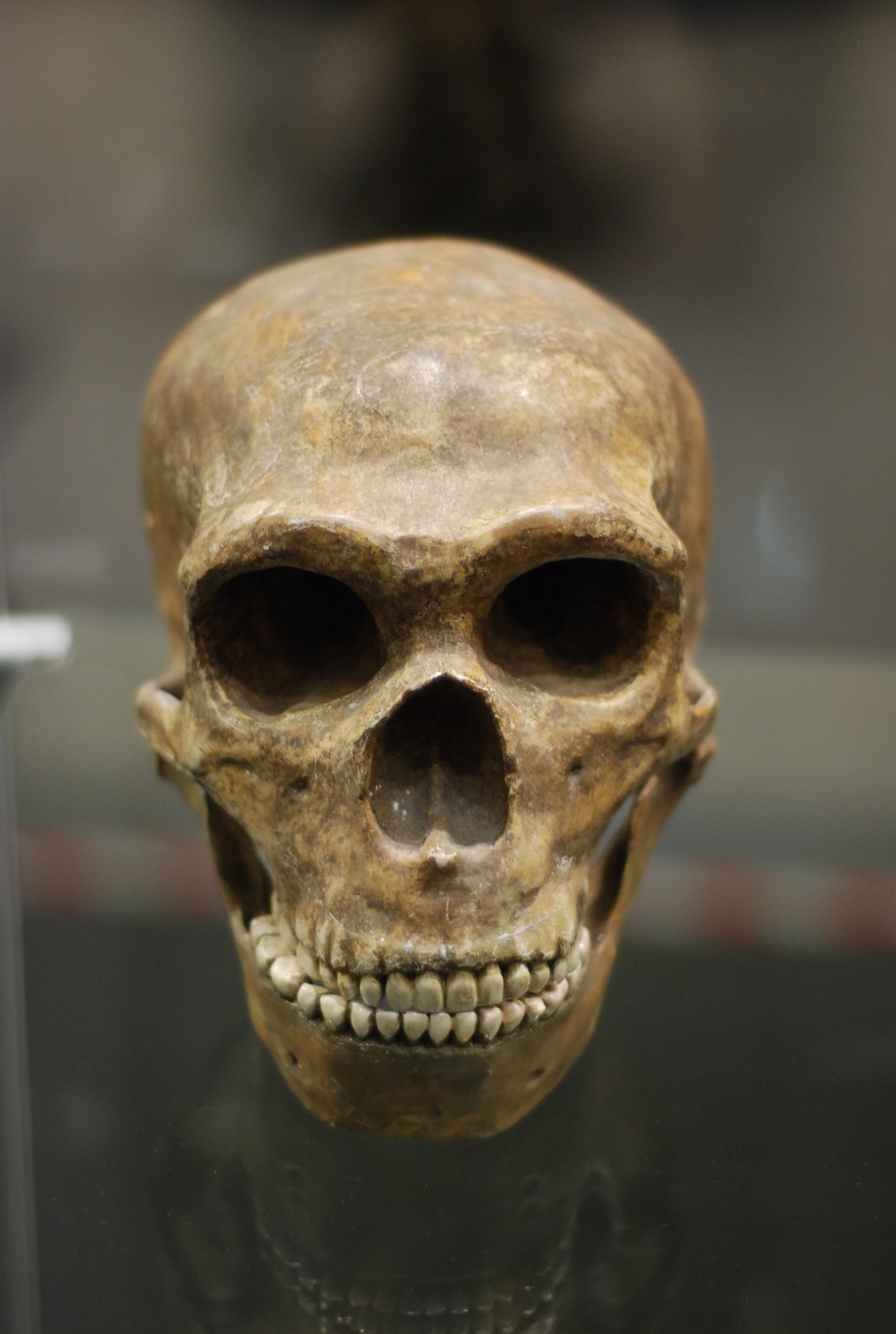 L’homme de Néandertal explorait déjà des grottes il y a 176.500 ans 