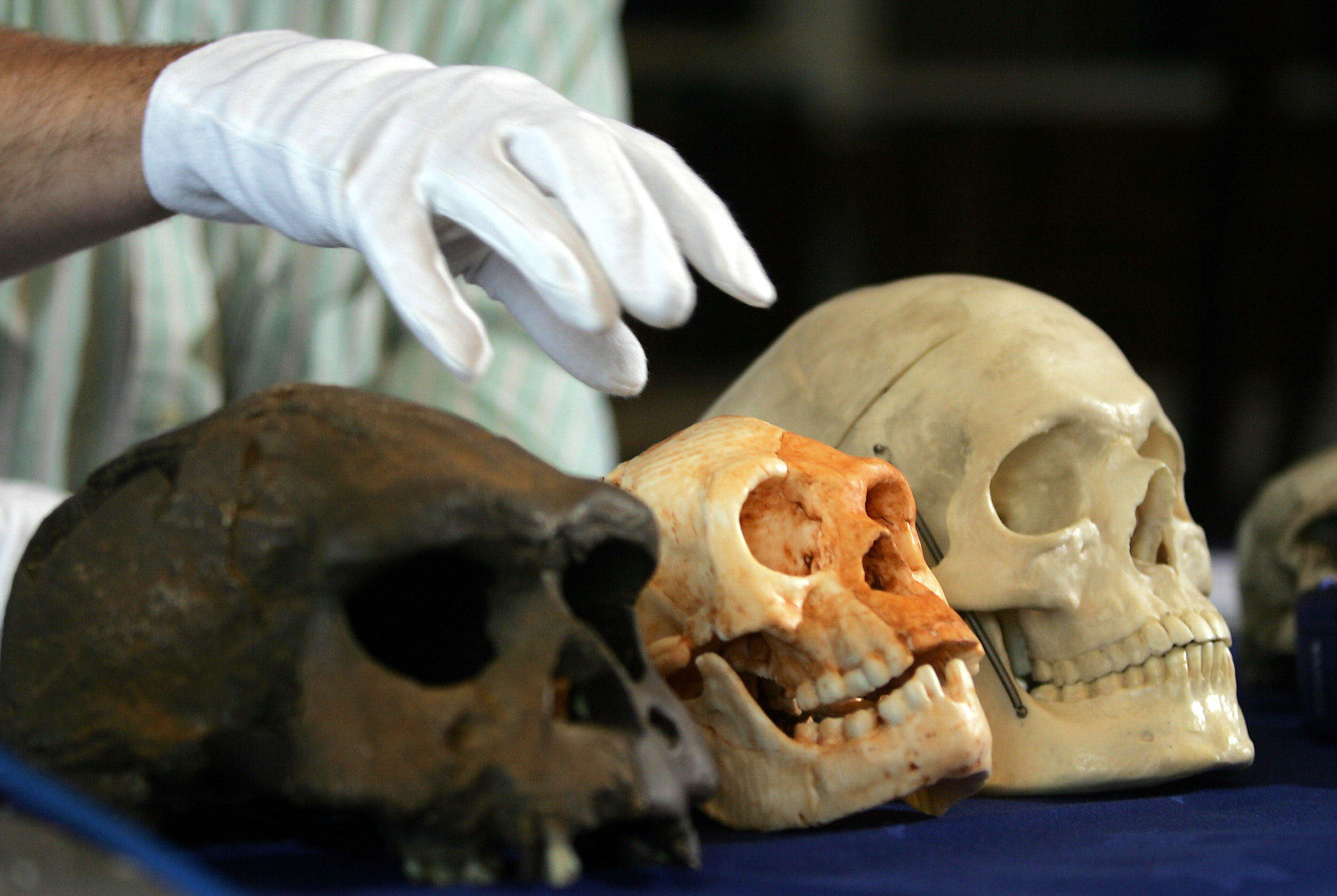 Découverte de l’ancêtre probable, âgé de 700.000 ans, de l’homme de Florès  