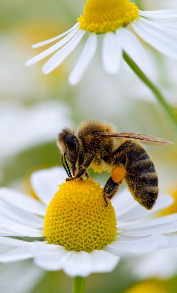 Nuisibles aux abeilles et à la santé  
