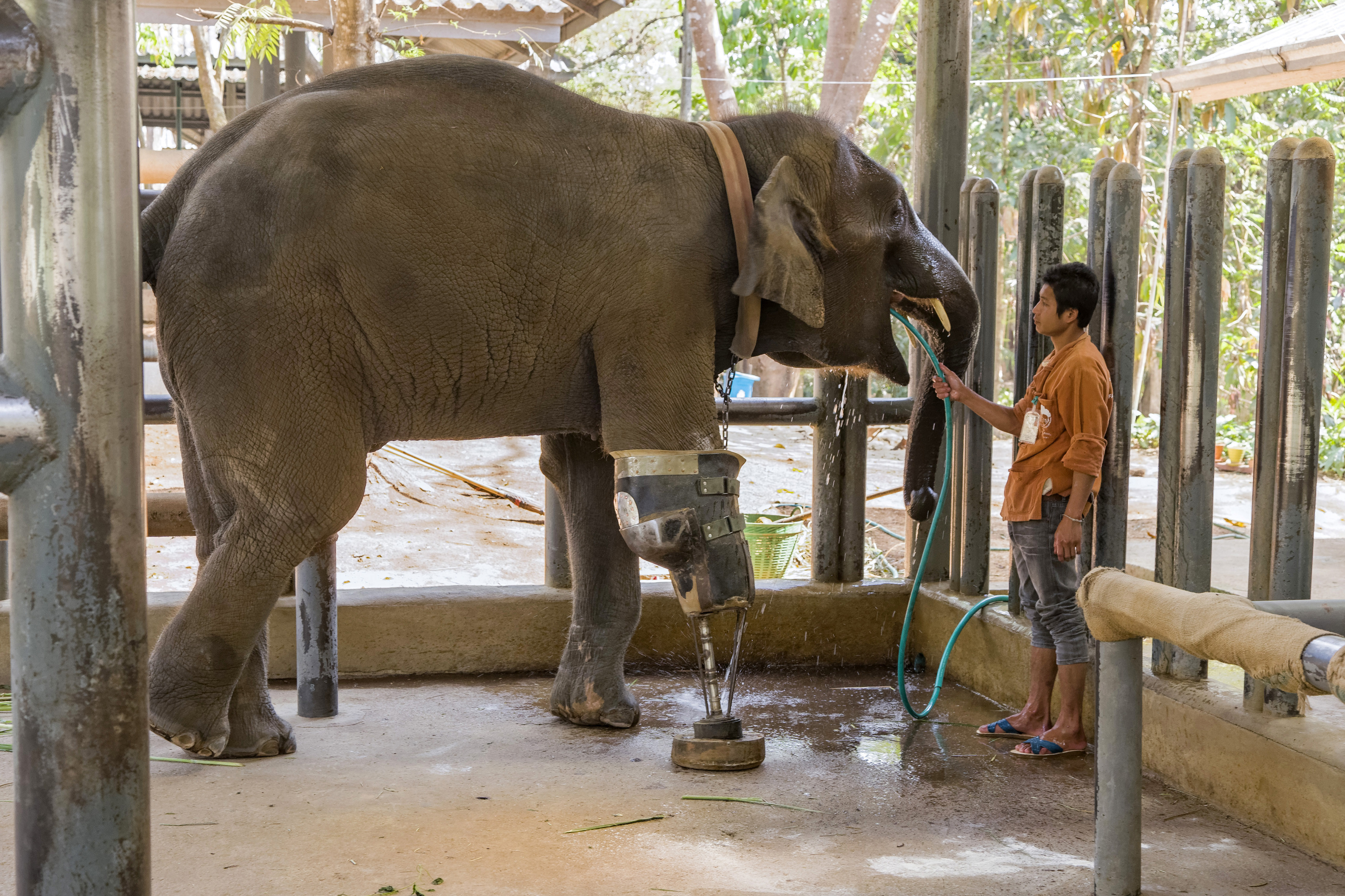 PHOTOS| La nouvelle vie de Mosha le premier éléphant ayant reçu une prothèse  